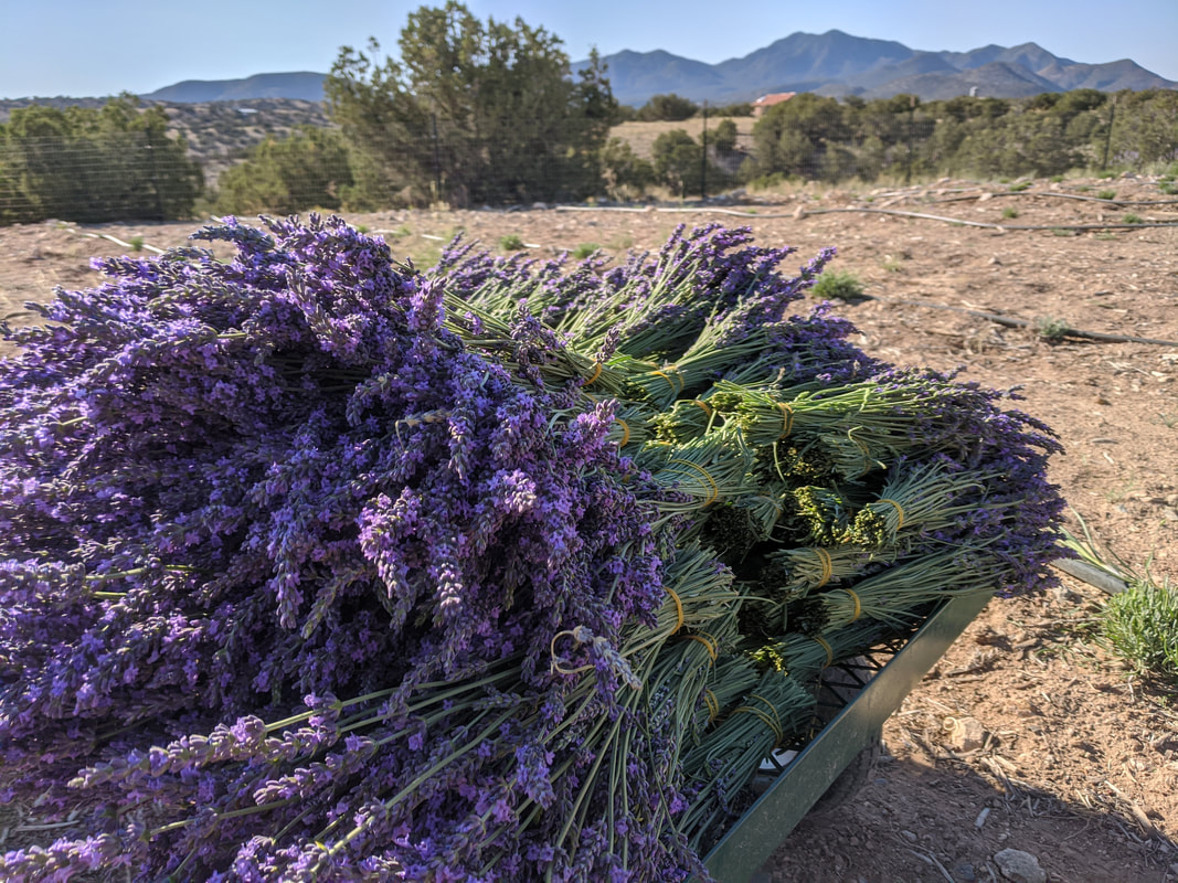 Turquoise Trail Lavender Farm, Madrid New Mexico